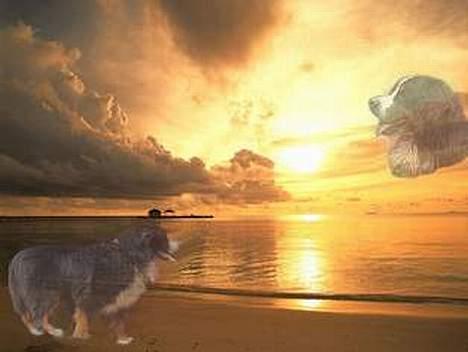 Berner sennenhund Snoopy (død) - Tak til Sussi B for det flotte billede:-) billede 17