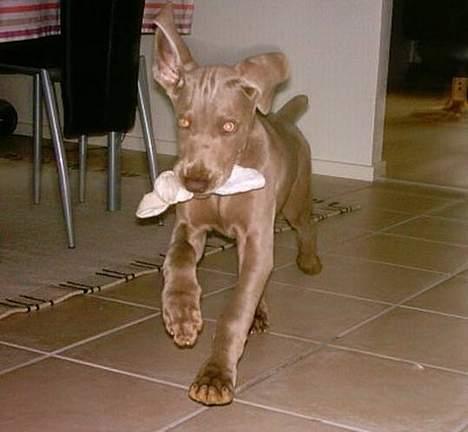 Weimaraner Ronja - Yiiihaaar, her kommer jeg med sokken - skal vi så lege?! billede 13