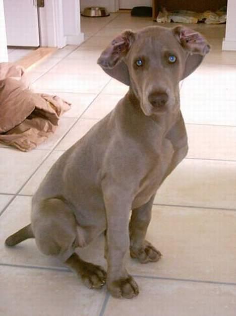 Weimaraner Ronja - Hvem mig?! Jeg ser da ikke dum ud med de ører? billede 14