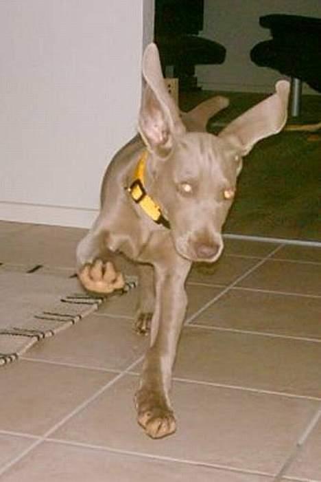 Weimaraner Ronja - Weee, jeg kan flyve! billede 15
