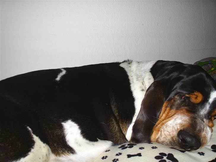 Basset hound Basse billede 8