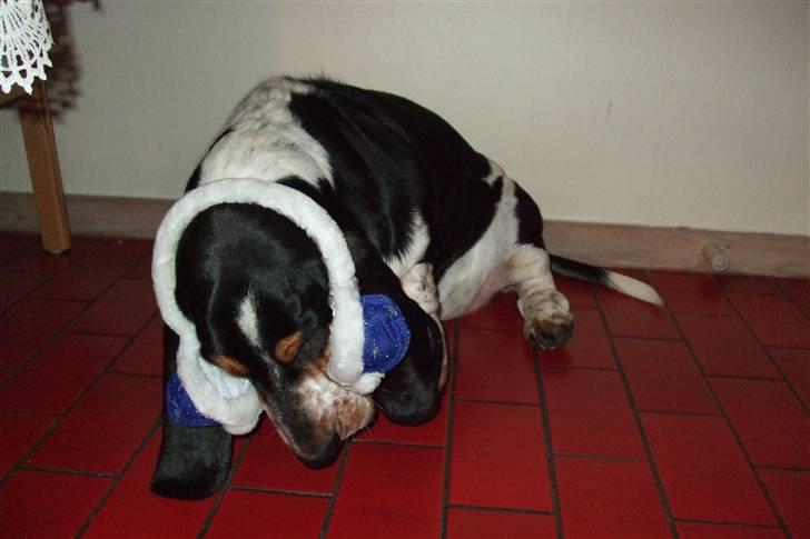 Basset hound Basse billede 9