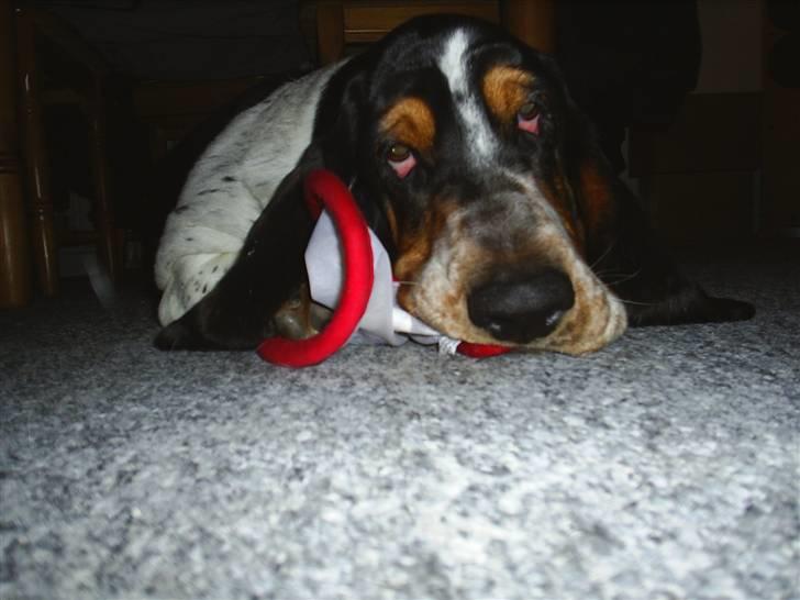 Basset hound Basse billede 10