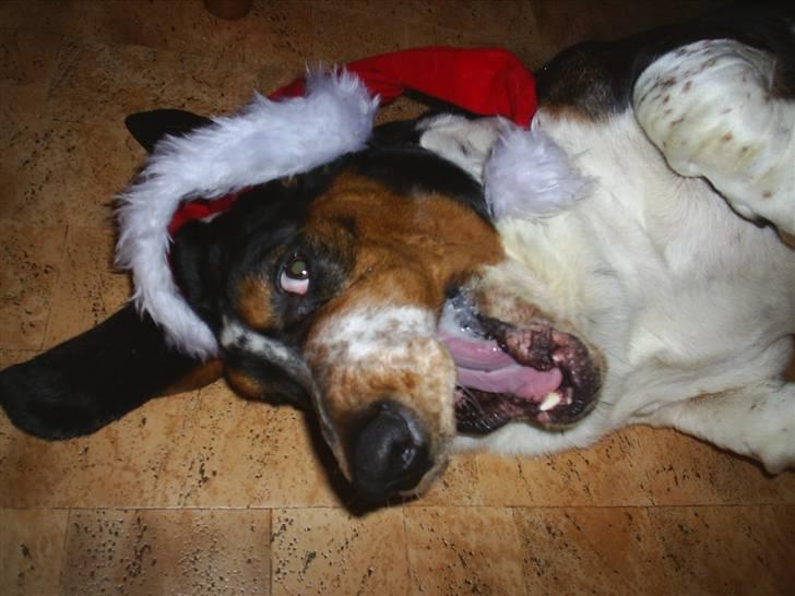 Basset hound Basse billede 11