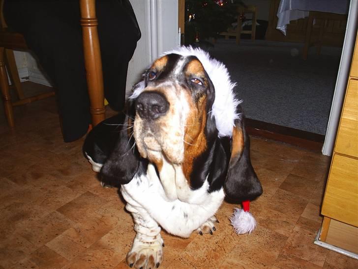 Basset hound Basse billede 12