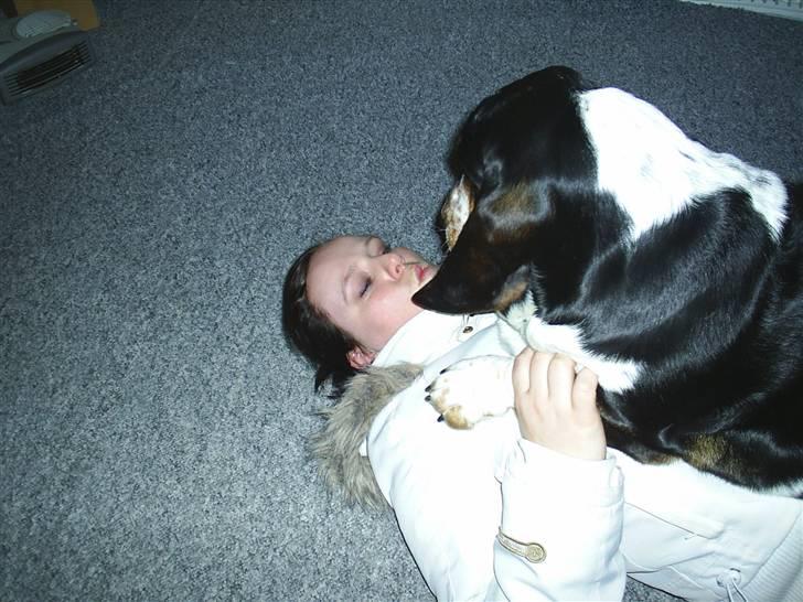 Basset hound Basse billede 13