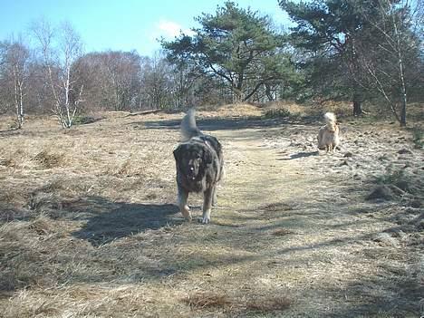 Sarplanina Beta Planinski Duh - Der er "farligt" her på sletten! billede 4