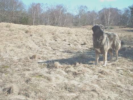 Sarplanina Beta Planinski Duh - Her jeg på en anden slette. billede 5