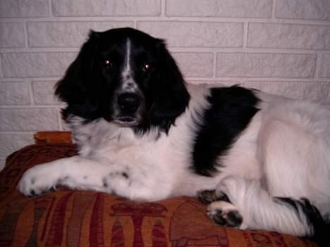 Stabijhoun Smilla - Smilla lægger på sin private pude!! billede 1