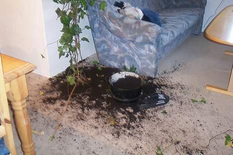 Blanding af racer chika - se hvad jeg kan billede 7