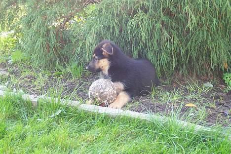 Blanding af racer chika billede 8