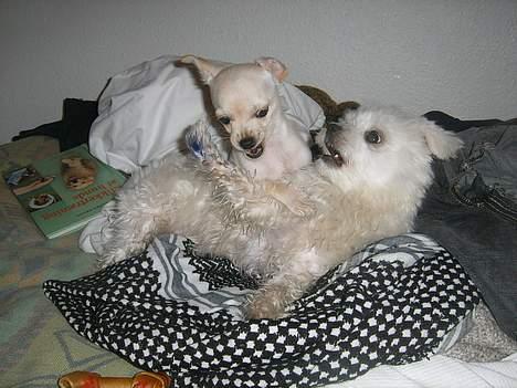 Chihuahua Nahla - Nahla på besøg hos Cleo - det går ikke stille for sig :o) billede 18