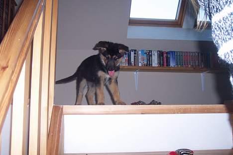 Blanding af racer chika - jeg kan ikke komme ned hjælp mig billede 9