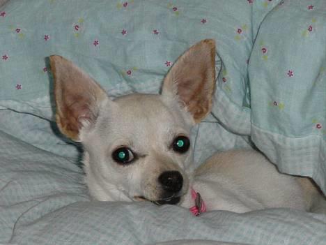 Chihuahua Nahla - Skal jeg op nu billede 19