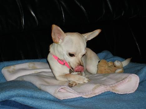 Chihuahua Nahla - Diva Nahla billede 20