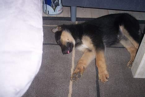 Blanding af racer chika - nej hvor er jeg træt billede 10