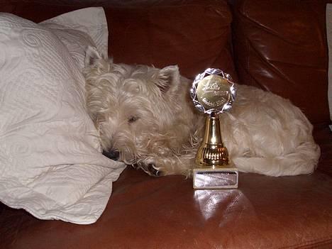 West highland white terrier Jack - træt efter en lang dags agilitystævne. billede 1