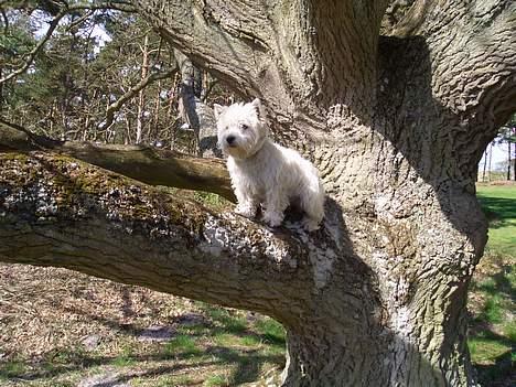 West highland white terrier Jack - Sikken en god udsigt - det er godt at komme lidt til vejrs billede 2