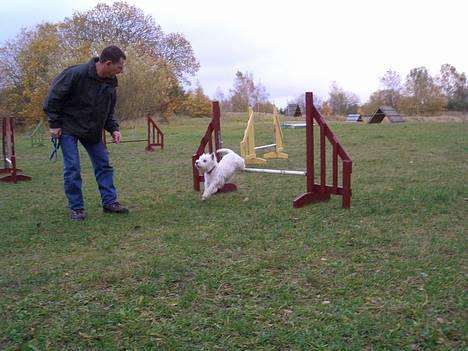 West highland white terrier Jack - Spring det er lige sagen - her på agility banen billede 3