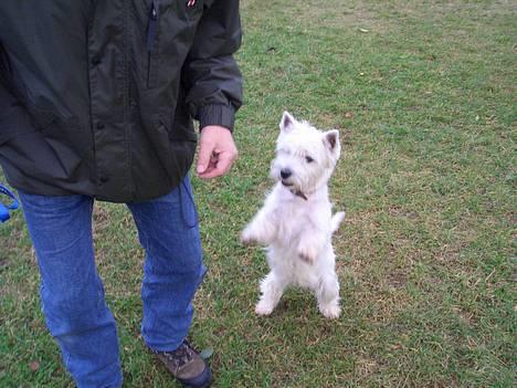 West highland white terrier Jack - Det her er jeg bare suveræn til billede 4