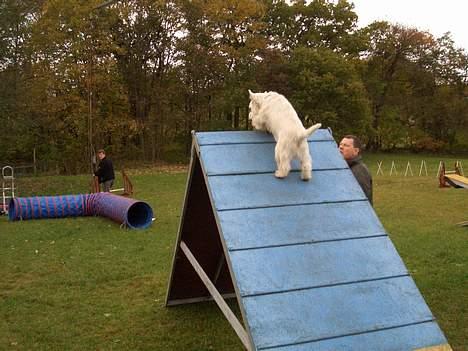 West highland white terrier Jack - Nu kommer det rigtig sjove - her kan man få fart på billede 5