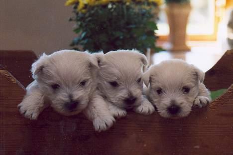 West highland white terrier Jack - Det er mig i midten - de andre er mine søskende billede 6