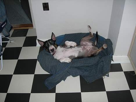 Bullterrier miniature   tazz - tar lige en slapper i sin kurv. billede 18