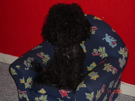 Dværgpuddel Trunte 'RIP* - Hm hvad mon Olga laver?? billede 5