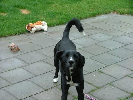 Blanding af racer Amanda - Amanda når hun gør sig til, typisk når vi har sagt at hun skal ligge sig ned, billede 3