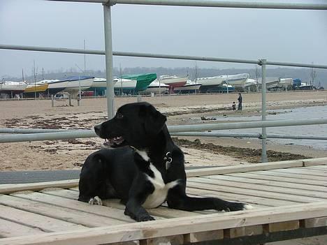 Blanding af racer Amanda - nyder det, jeg vil være top model... hmm " det er du ikke gammel nok til.  billede 4