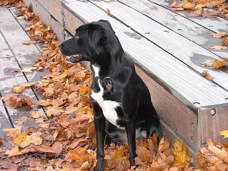 Blanding af racer Amanda - Hov hvad var det ?  billede 5