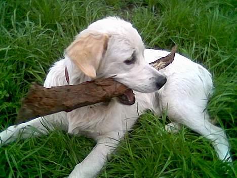 Golden retriever Max. billede 9