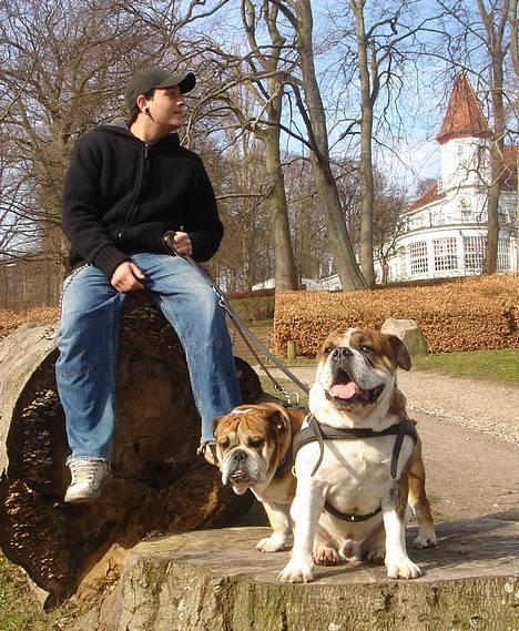 Engelsk bulldog Tabasco - Jeff, Tabasco & Møller ved Varna Palæet... billede 16