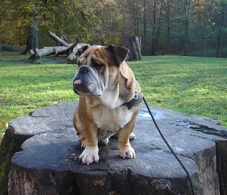 Engelsk bulldog Tabasco - Så er vi i skoven d. 11/11-2006 billede 17