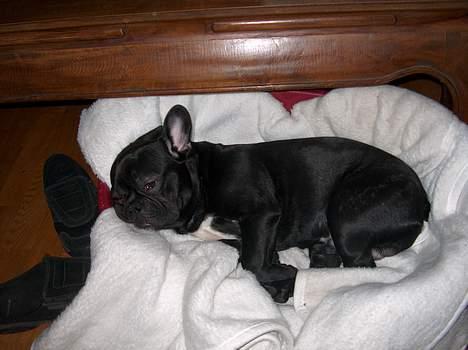 Fransk bulldog Stinger - det er hårdt at være til.. billede 1