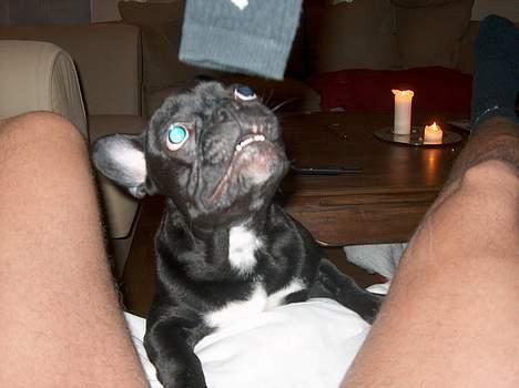 Fransk bulldog Stinger - far skal altid drille mig med hans sure sokker.. billede 2