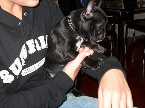 Fransk bulldog Stinger - jeg flyttede igår, men jeg har fået et dejligt hjem.. billede 3