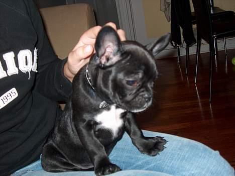 Fransk bulldog Stinger - dejligt at blive kælet for.. billede 4