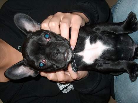 Fransk bulldog Stinger - dejligt at blive kælet for.. billede 5