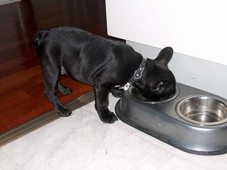Fransk bulldog Stinger - uhm..nu skal det gøre godt med lidt mad.. billede 6