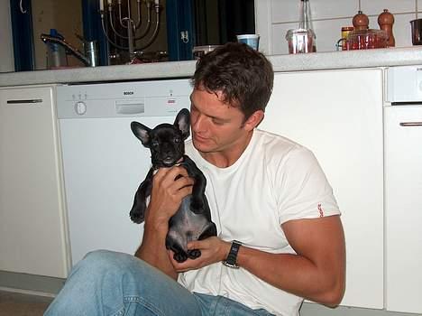 Fransk bulldog Stinger - jeg har den sødeste far.. billede 7