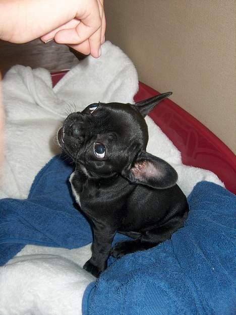 Fransk bulldog Stinger - så driller de igen.. billede 8