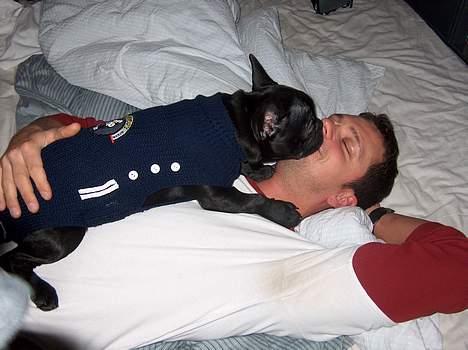 Fransk bulldog Stinger - det er bare livet at ligge og slappe af med far.. billede 9