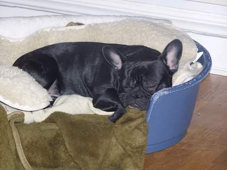 Fransk bulldog Stinger - synes selv jeg er ret fotogen.. billede 11