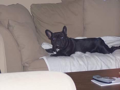 Fransk bulldog Stinger - det er så dejligt at ligge i sofaen og flade ud.. billede 12