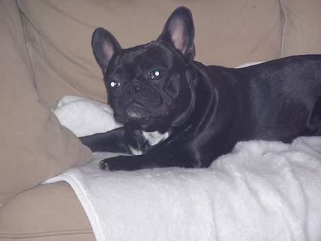 Fransk bulldog Stinger - det er så dejligt at ligge i sofaen og flade ud.. billede 13