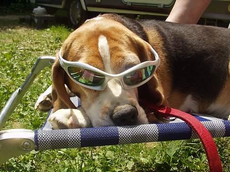 Beagle Berta <'3 - Berta i Ungarn ! ;D Hun er sååå sej ;) billede 1