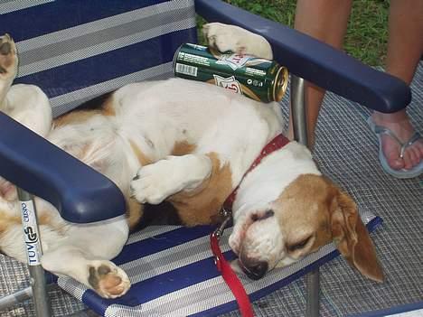 Beagle Berta <'3 - Berta sover middags lur med sin bajer ! ;D billede 2