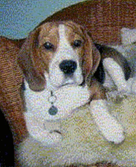 Beagle Berta <'3 - her er hun ved dem hun bliver passet ved ;D billede 4