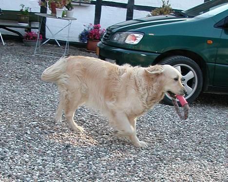 Golden retriever Fair Lady Laura - Bella † - Bella og hendes legering d. 31 August 2005   "hehe, det her er bare RIGTIG sjov" ;o) billede 17